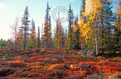 Finland scene DM0325